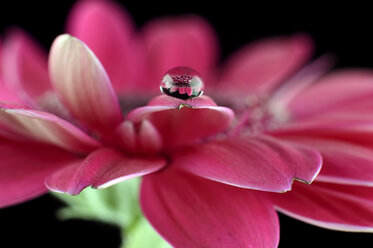 Water drop with reflection on petal of pink gerbera, Asteraceae, close-up - MJO000356