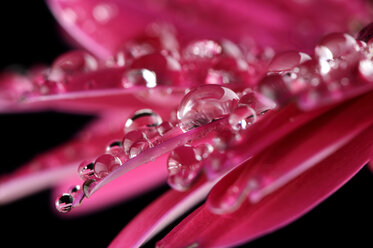 Wassertropfen auf Blütenblättern einer rosa Gerbera, Asteraceae, Nahaufnahme - MJOF000357