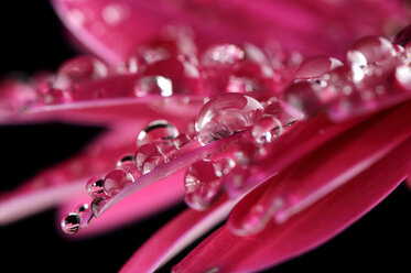 Water drops on petals of pink gerbera, Asteraceae, close-up - MJOF000357