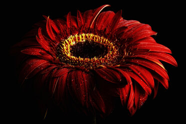 Wet red gerbera, Asteraceae, in front of black background - MJO000358