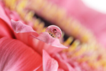 Water drop with reflection on petal of pink gerbera, Asteraceae, close-up - MJOF000360