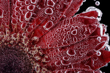 Rote Gerbera, Asteraceae, unter Wasser, Teilansicht - MJOF000361