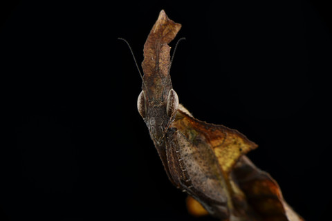 Geisterschrecke, Phyllocrania paradoxa, vor schwarzem Hintergrund, lizenzfreies Stockfoto