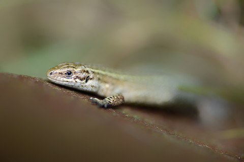 Common lizard, Zootoca vivipara stock photo