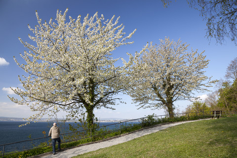 Deutschland, Baden Württemberg, Meersburg, Älterer Mann mit Blick über den Bodensee nach Oberstadt, lizenzfreies Stockfoto