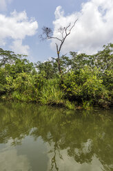 Indonesia, Riau Islands, Bintan Island, Mangrove trees - THAF000388