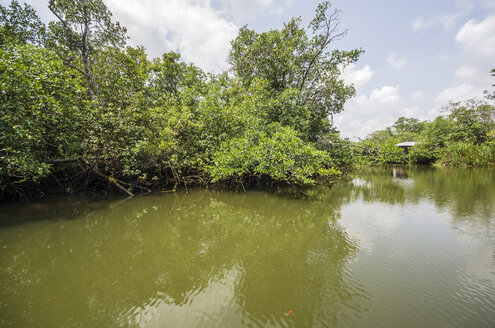 Indonesien, Riau-Inseln, Insel Bintan, Mangrovenbäume - THAF000400