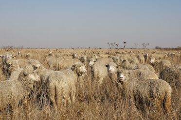 Rumänien, Siebenbürgen, Kreis Salaj, Schafherde, Ovis orientalis aries - GF000483