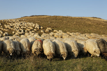 Rumania, Transylvania, Salaj County, flock of sheep, Ovis orientalis aries, grazing on willow - GF000477