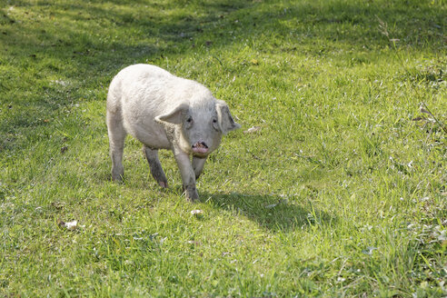 Rumänien, Siebenbürgen, Kreis Salaj, Hausschwein, Sus scrofa domestica, Freilandhaltung - GF000478