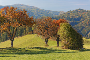 Austria, Styria, Hartberg, Deciduous trees in autumn - GFF000480