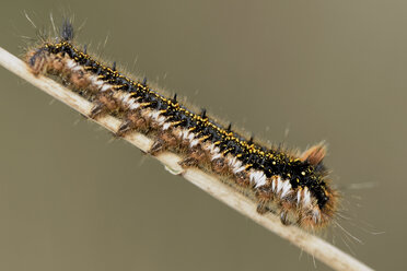 Larve der Tränke, Euthrix potatoria, an einem Stiel - MJO000381