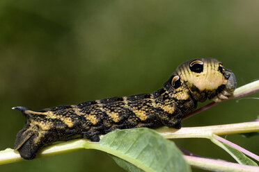 Grub of elephant hawk-moth, Deilephila elpenor, on a twig - MJOF000395