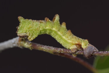 Spulwurm, Geometra papilionaria, auf Zweig vor dunklem Hintergrund - MJOF000387