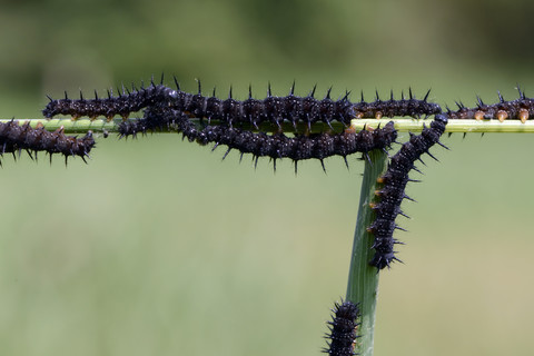 Larven des Europäischen Pfaus, Inachis io, lizenzfreies Stockfoto