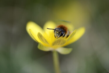Miner bee, Andrena, on yellow blossom - MJO000390