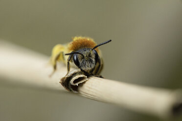Miner bee, Andrena, on blade - MJOF000391