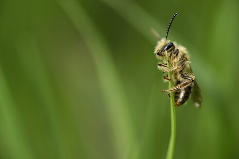 Bergmannsbiene, Andrena, hängt an einem Grashalm vor grünem Hintergrund - MJOF000393