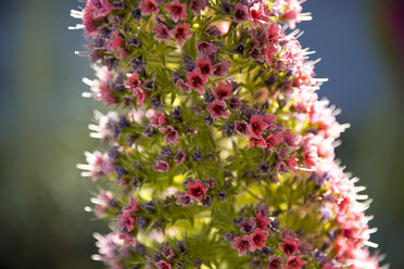 Spanien, Kanarische Insel, Teneriffa, Teil von Echium wildpretii im Teide-Nationalpark - WGF000299