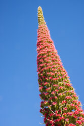 Spain, Canary Island, Tenerife, Echium wildpretii in front of blue sky at Teide National Park - WGF000300