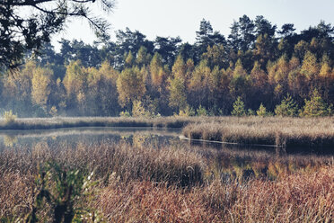 Deutschland, Nordrhein-Westfalen, Coesfelder Heide - MEMF000031