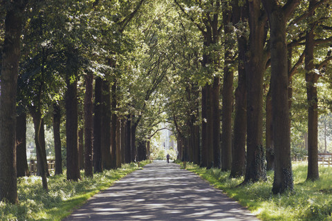 Deutschland, Nordrhein-Westfalen, Ostbevern, Allee zum Schloss Loburg, lizenzfreies Stockfoto