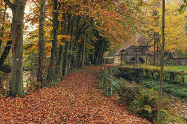 Deutschland, Nordrhein-Westfalen, Wald bei Schloss Welbergen - MEMF000041