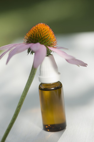 Purpurroter Sonnenhut, Echinacea, lehnt an einem Fläschchen mit Lösung, lizenzfreies Stockfoto