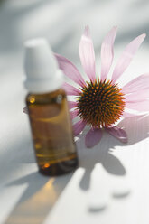 Purpurroter Sonnenhut, Echinacea und Fläschchen mit Lösung - AS005369