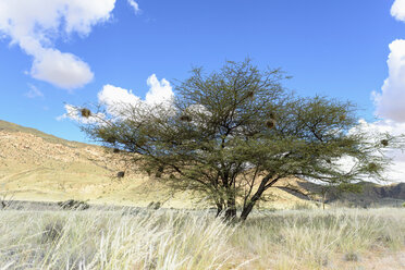 Afrika, Namibia, Namib-Naukluft-Gebiet, Baum mit Nestern von Webervögeln - HLF000570