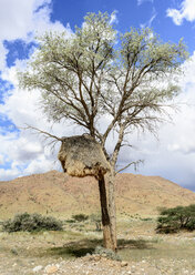 Afrika, Namibia, Namib-Naukluft-Gebiet, Baum mit Gemeinschaftsnest von Webervögeln - HLF000571