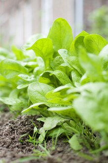 Reihe junger Spinatpflanzen in einem Gemüsegarten - HAWF000192