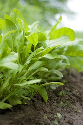 Reihe junger Spinatpflanzen in einem Gemüsegarten - HAW000193