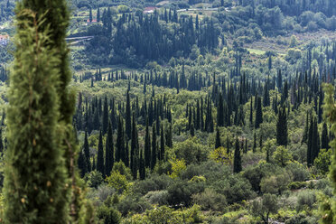 Kroatien, Dunave Krajnje, Landschaft mit Zypressen - WEF000107