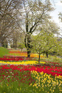 Germany, Baden-Wuerttemberg, Mainau, Blooming trees and tulips - WIF000694