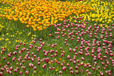 Deutschland, Baden-Württemberg, Mainau, Tulpenfeld - WIF000695