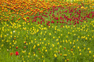 Deutschland, Baden-Württemberg, Mainau, Tulpenfeld - WIF000696