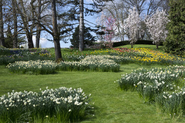 Deutschland, Baden-Württemberg, Mainau, Blühende Tulpen und Narzissen - WIF000704