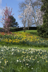 Deutschland, Baden-Württemberg, Mainau, Blühende Tulpen und Narzissen - WIF000705