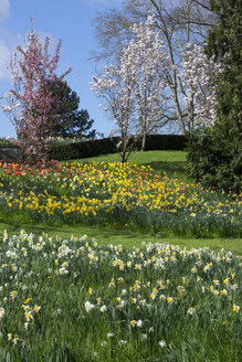 Germany, Baden-Wuerttemberg, Mainau, Blooming tulips and daffodils - WIF000705