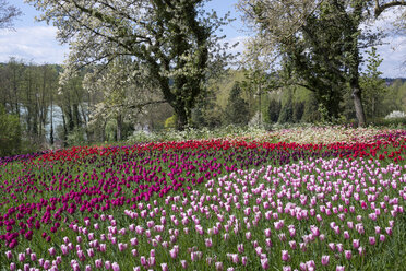 Deutschland, Baden-Württemberg, Mainau, Blühende Bäume und Tulpen - WIF000706