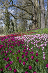 Deutschland, Baden-Württemberg, Mainau, Blühende Bäume und Tulpen - WIF000707