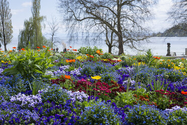 Deutschland, Baden-Württemberg, Mainau, Blühende Blumen am Seeufer - WIF000711