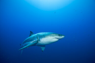 Portugal, Blue shark with pilot fish in Azores stock photo