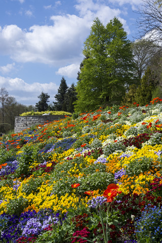 Deutschland, Baden-Württemberg, Mainau, Blühende Blumen, lizenzfreies Stockfoto
