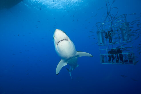Mexico, Guadalupe, Pacific Ocean, white shark, Carcharodon carcharias, and three scuba divers in shark cage - FG000013