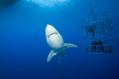 Mexiko, Guadalupe, Pazifischer Ozean, Weißer Hai, Carcharodon carcharias, und drei Taucher im Haikäfig - FG000013