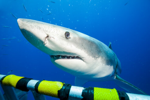 Mexico, Guadalupe, Pacific Ocean, portrait of white shark, Carcharodon carcharias at shark cage - FGF000014