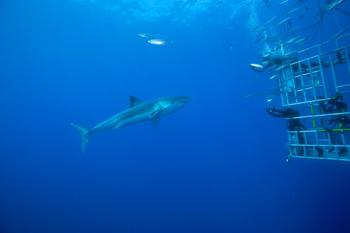 Mexico, Guadalupe, Pacific Ocean, scuba divers in shark cage photographing white shark, Carcharodon carcharias - FG000015
