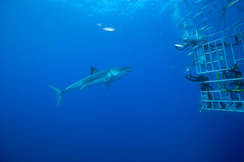 Mexiko, Guadalupe, Pazifischer Ozean, Taucher im Haikäfig fotografieren den Weißen Hai, Carcharodon carcharias - FG000015